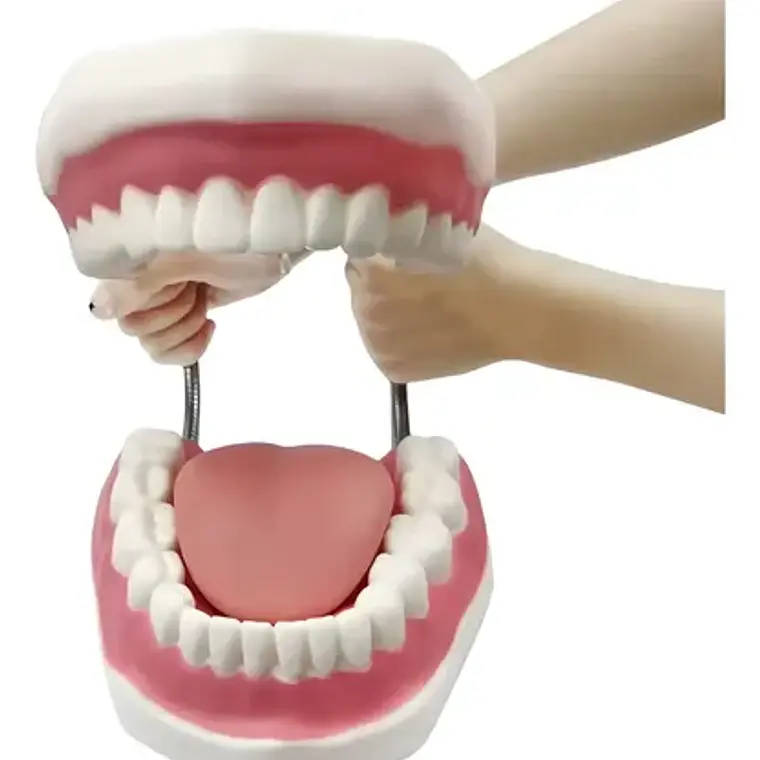 Modelo Dental Arcada Xxl 6 Veces Tamaño Real Enseñanza Salud 2