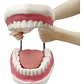 Modelo Dental Arcada Xxl 6 Veces Tamaño Real Enseñanza Salud - Miniatura 2