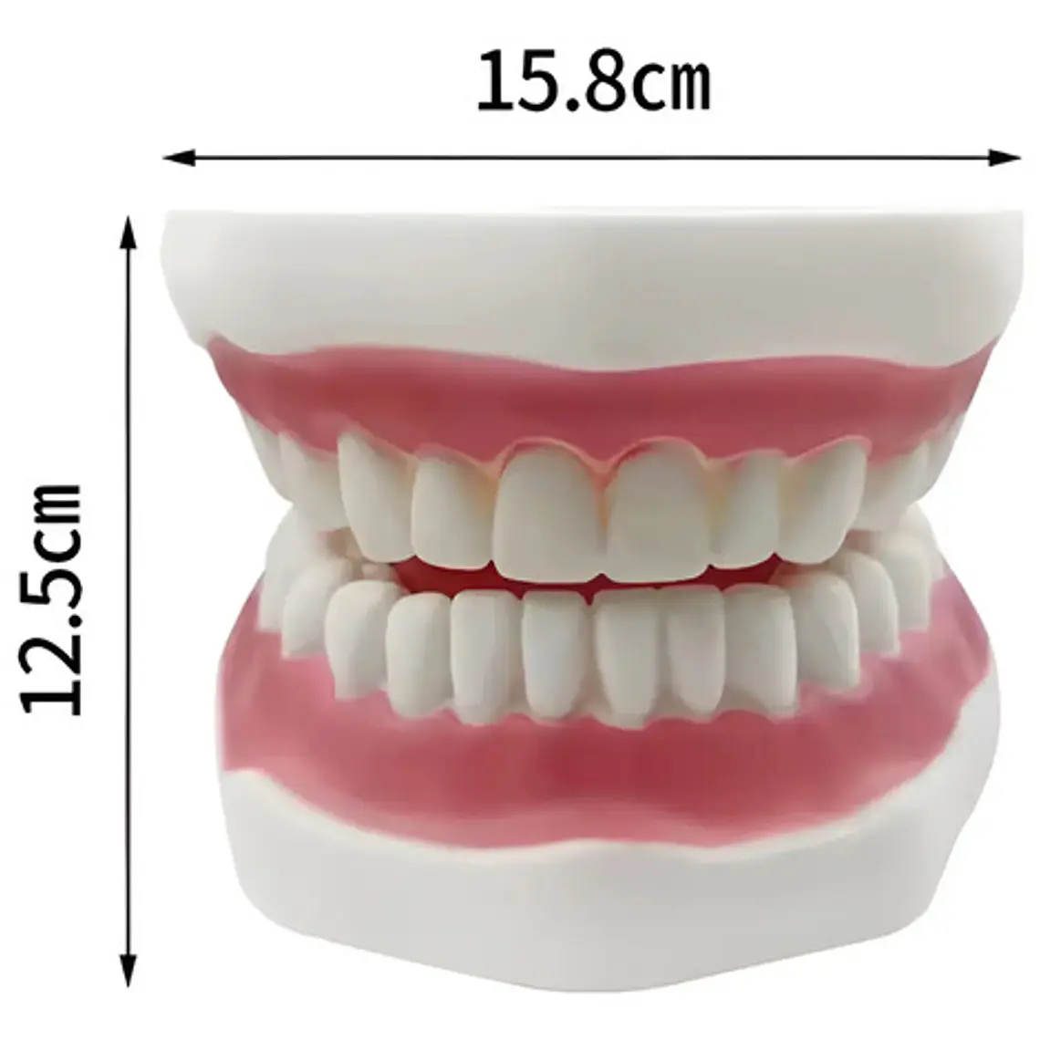 Modelo Dental Arcada Xxl 6 Veces Tamaño Real Enseñanza Salud 3