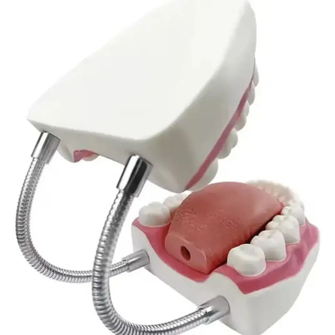 Modelo Dental Arcada Xxl 6 Veces Tamaño Real Enseñanza Salud 4