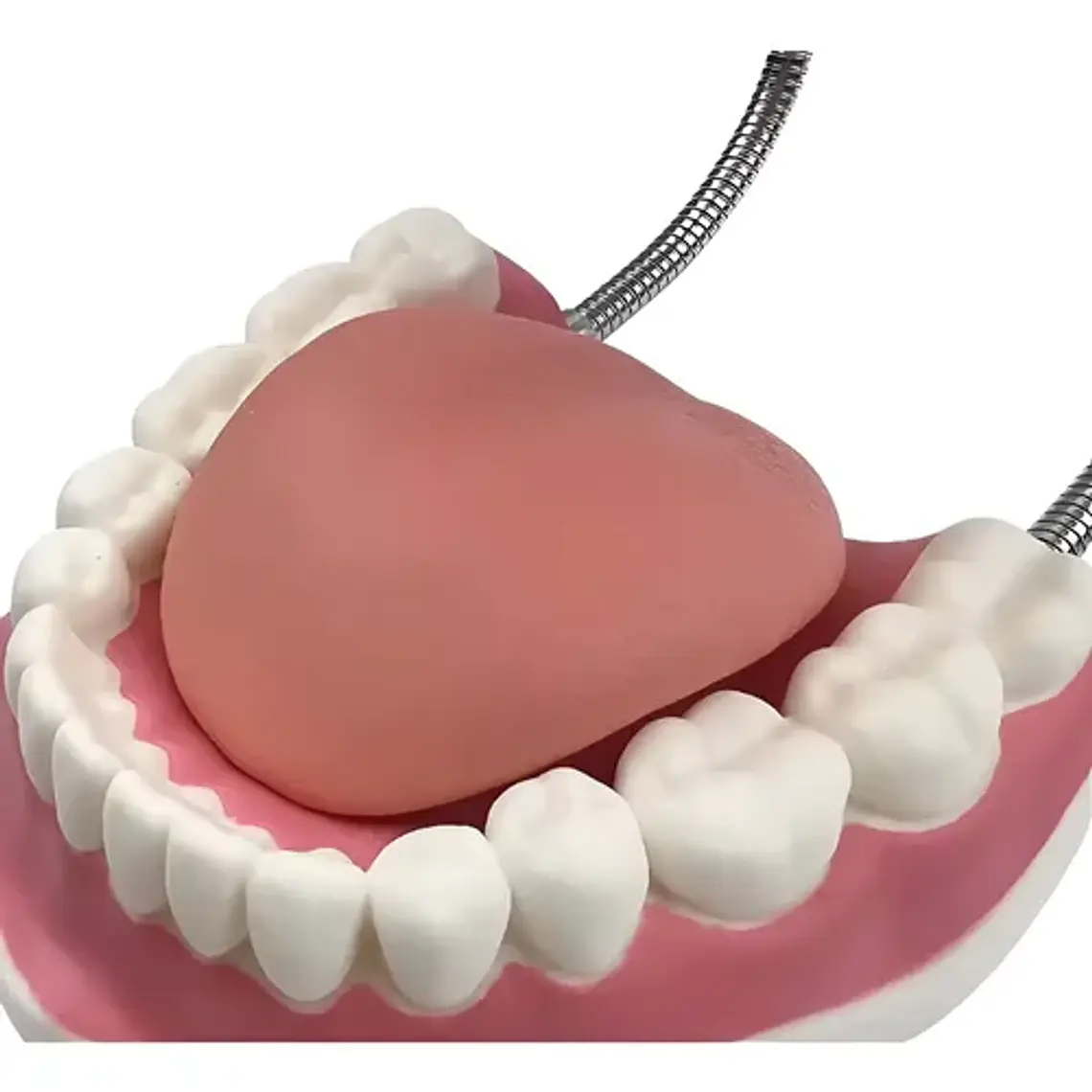 Modelo Dental Arcada Xxl 6 Veces Tamaño Real Enseñanza Salud 5