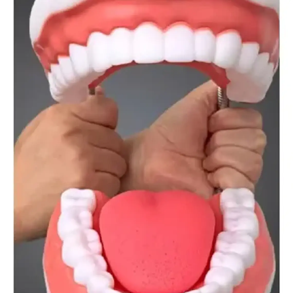 Modelo Dental Arcada Xxl 6 Veces Tamaño Real Enseñanza Salud 6