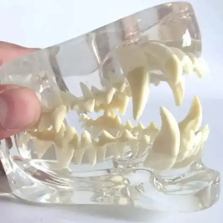 Modelo Dental Veterinario Perro Dentición Canina Calidad 3