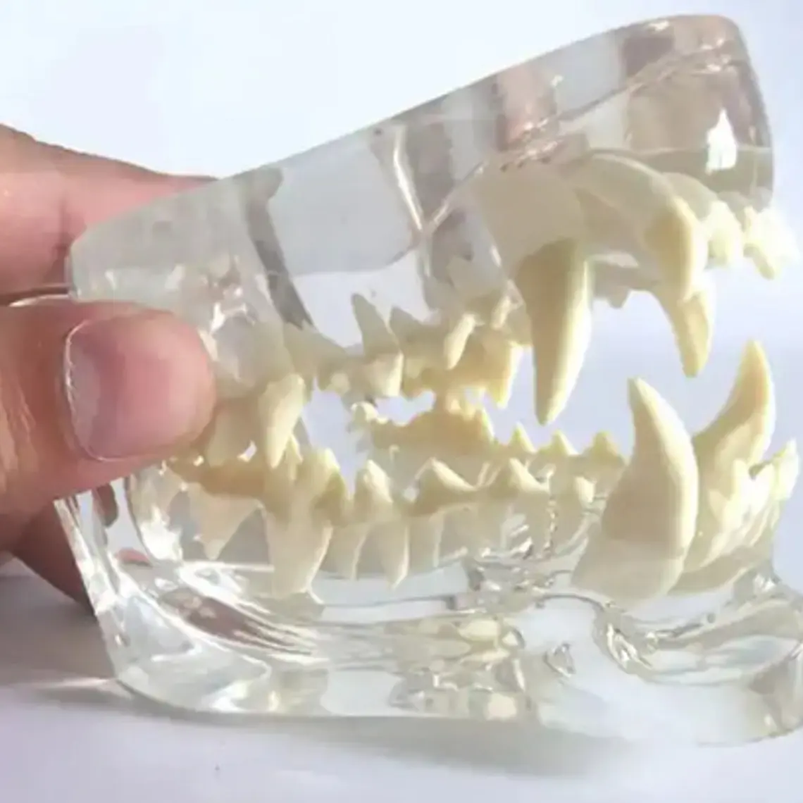Modelo Dental Veterinario Perro Dentición Canina Calidad 4