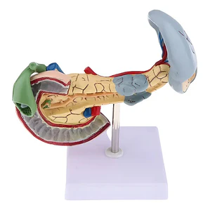 Modelo Patológico De Páncreas Vesícula Duodeno Bazo 20cms