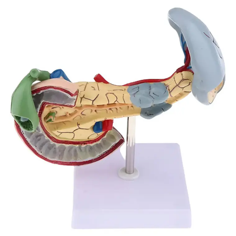 Modelo Patológico De Páncreas Vesícula Duodeno Bazo 20cms 1