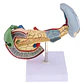Modelo Patológico De Páncreas Vesícula Duodeno Bazo 20cms - Miniatura 1