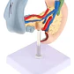 Modelo Patológico De Páncreas Vesícula Duodeno Bazo 20cms - Miniatura 7