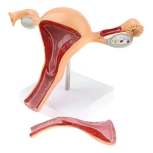 Modelo Anatómico Útero Fisiológico Realista 25cms