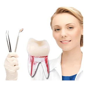 Molar Para Práctica Endodoncia Enseñanza Santiago