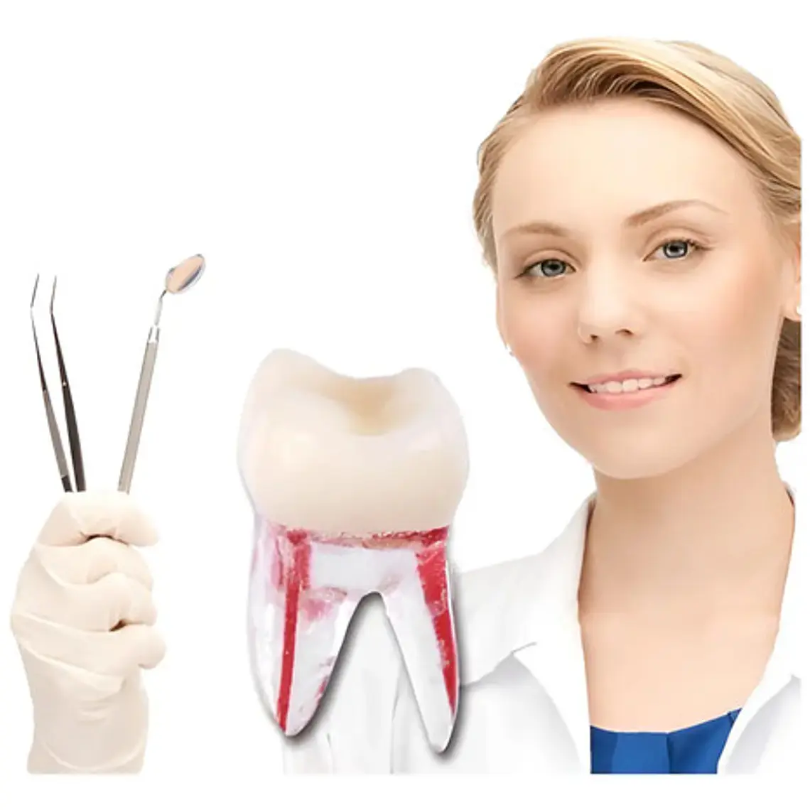 Molar Para Práctica Endodoncia Enseñanza Santiago 1