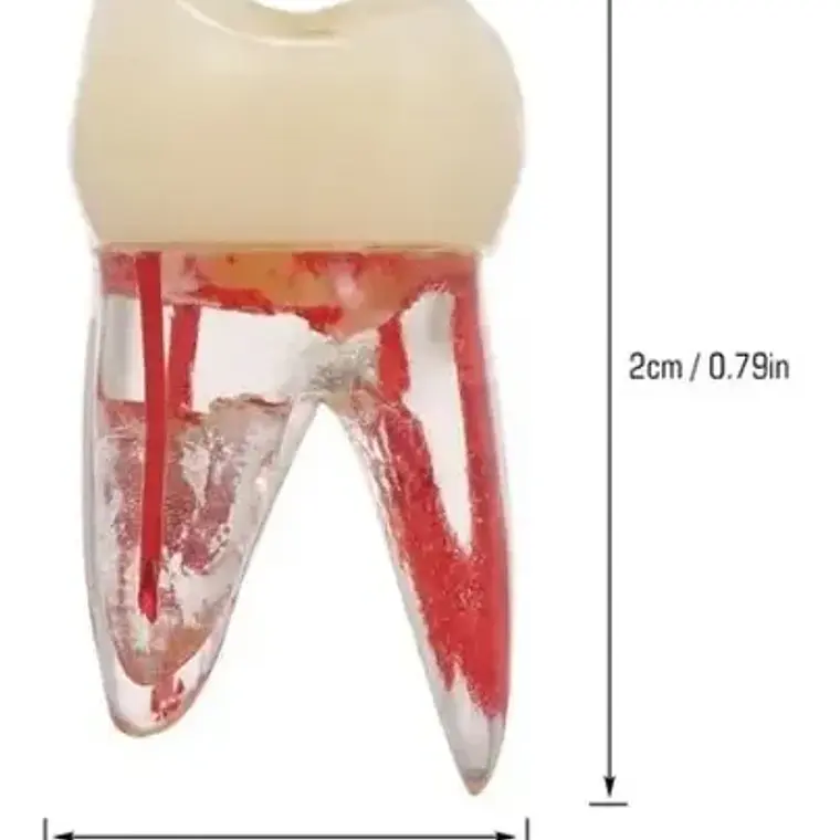Molar Para Práctica Endodoncia Enseñanza Santiago 5