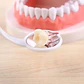 Molar Para Práctica Endodoncia Enseñanza Santiago - Miniatura 8