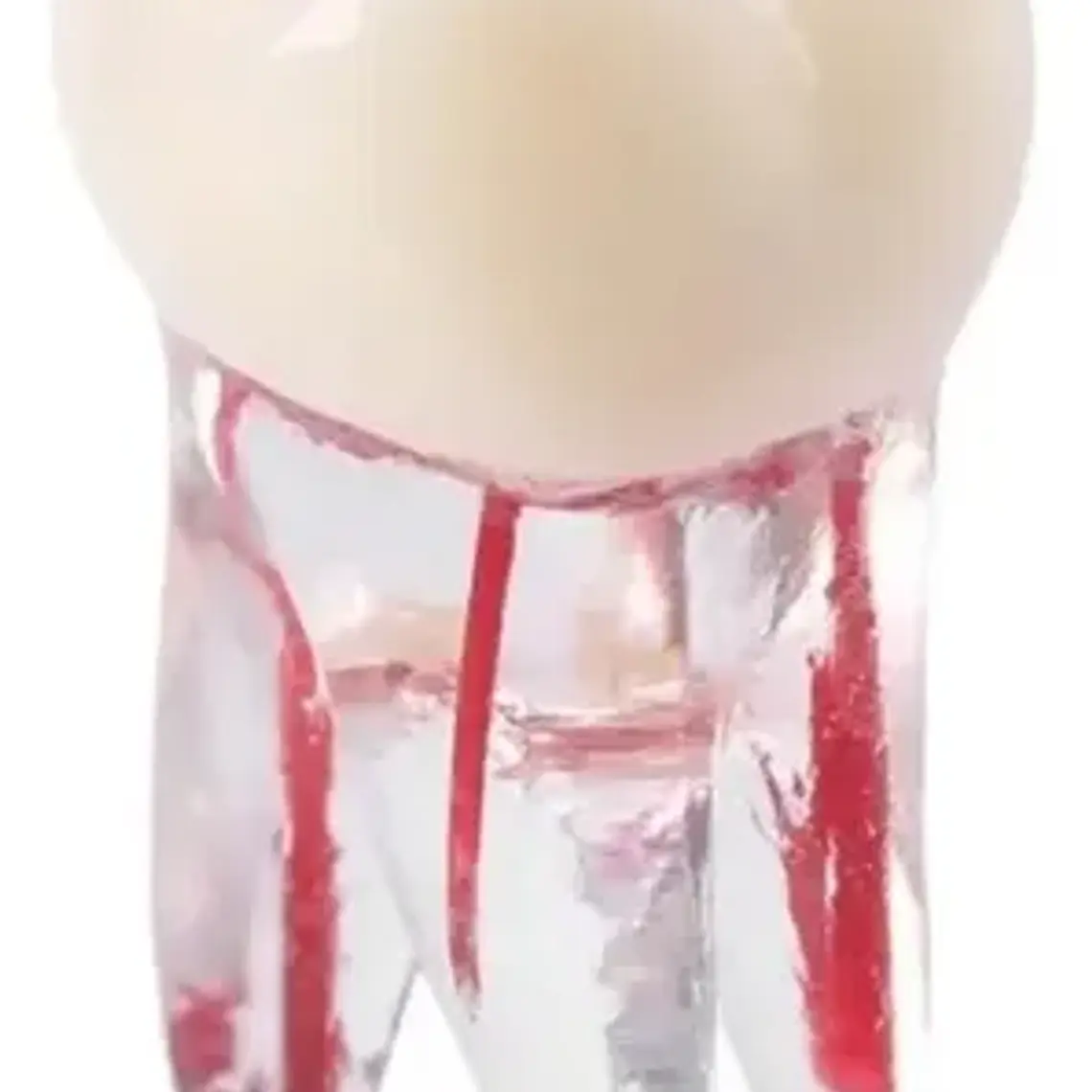 Molar Para Práctica Endodoncia Enseñanza Santiago 9