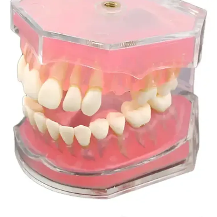 Modelo Acrílico Único Dientes Desmontables Encía Enseñanza 2