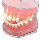 Modelo Acrílico Único Dientes Desmontables Encía Enseñanza - Miniatura 2
