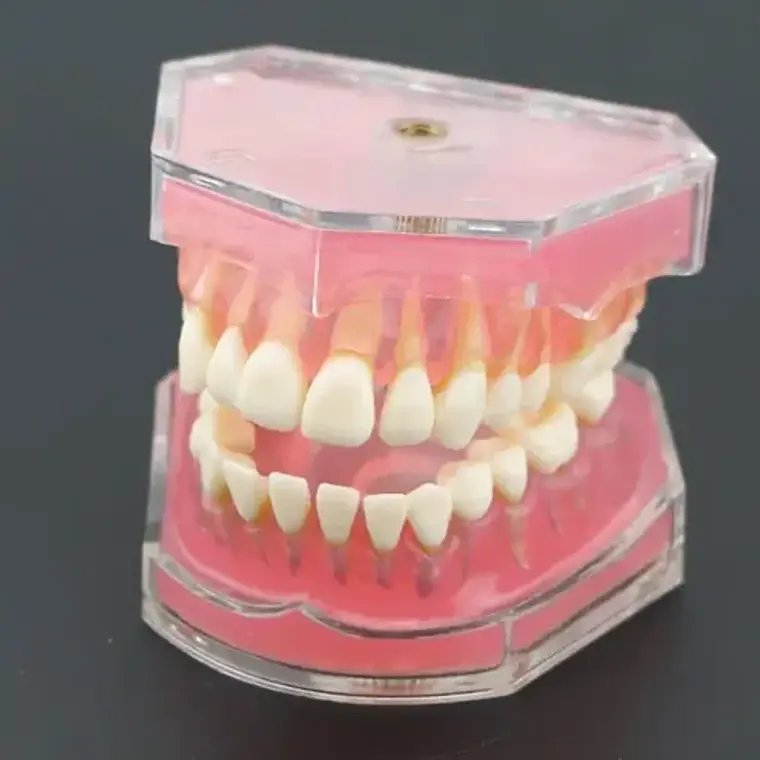 Modelo Acrílico Único Dientes Desmontables Encía Enseñanza 3