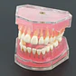 Modelo Acrílico Único Dientes Desmontables Encía Enseñanza - Miniatura 3