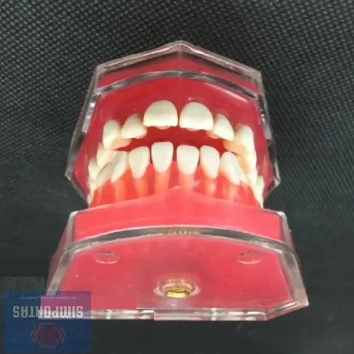 Modelo Acrílico Único Dientes Desmontables Encía Enseñanza 4