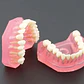 Modelo Acrílico Único Dientes Desmontables Encía Enseñanza - Miniatura 5