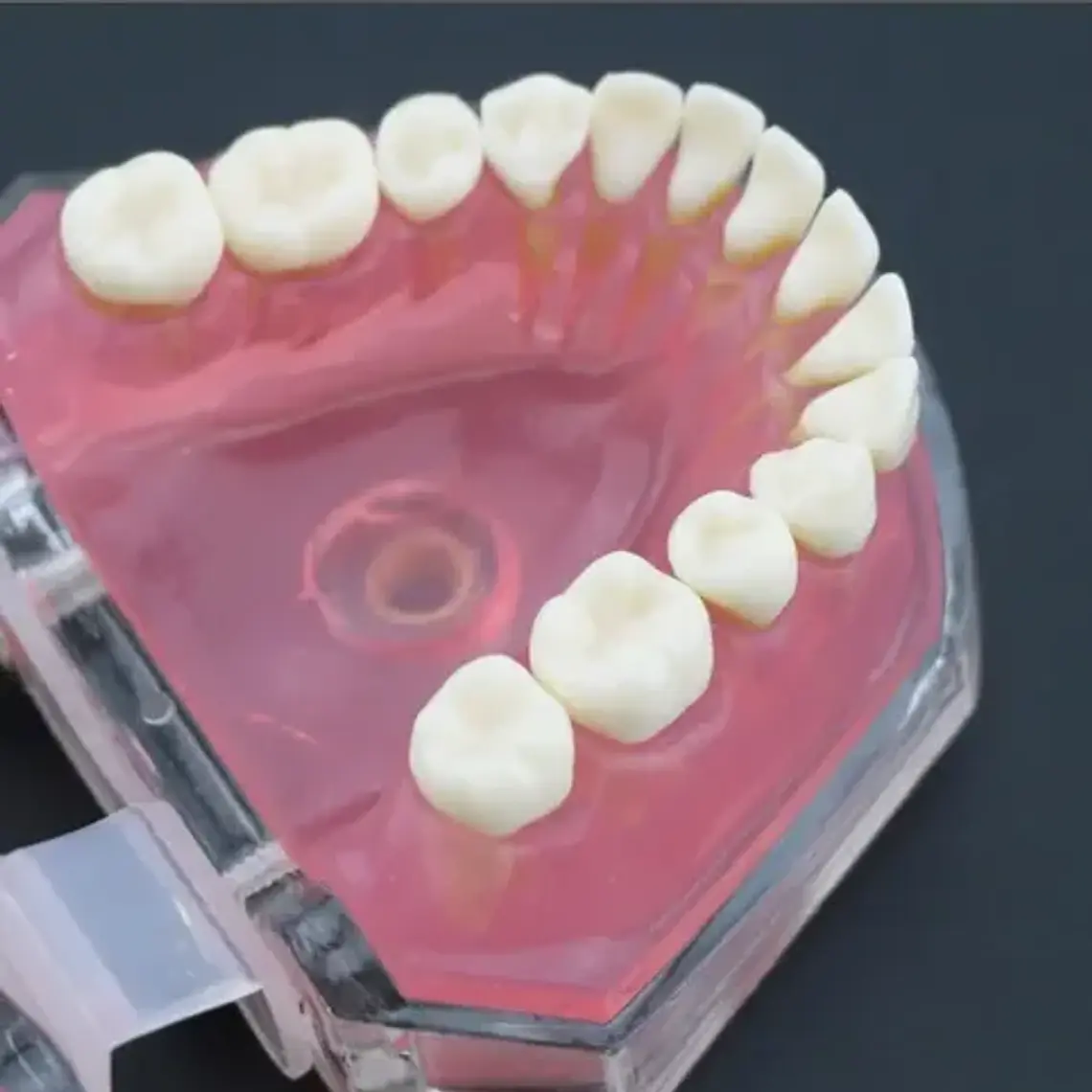 Modelo Acrílico Único Dientes Desmontables Encía Enseñanza 6
