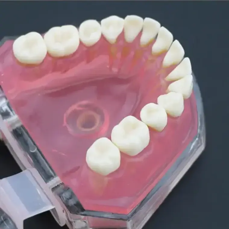 Modelo Acrílico Único Dientes Desmontables Encía Enseñanza 6