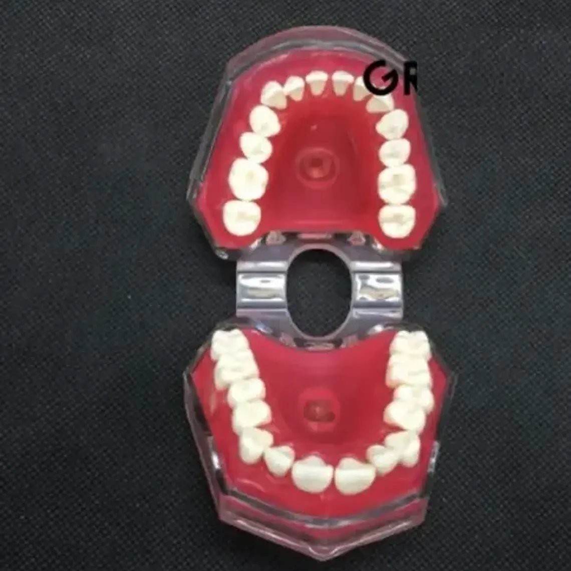 Modelo Acrílico Único Dientes Desmontables Encía Enseñanza 7