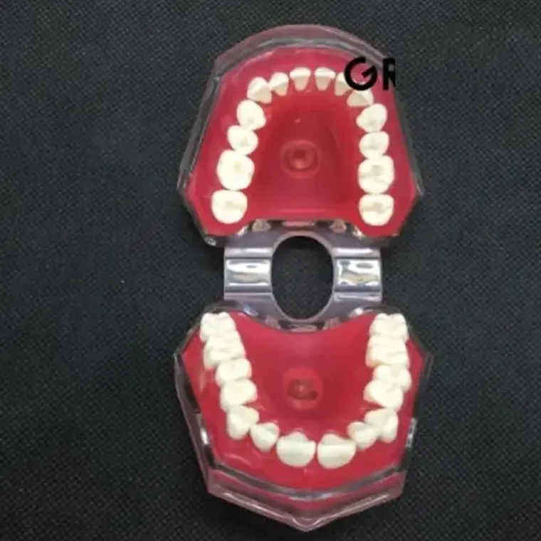 Modelo Acrílico Único Dientes Desmontables Encía Enseñanza 7