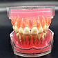 Modelo Acrílico Único Dientes Desmontables Encía Enseñanza - Miniatura 8