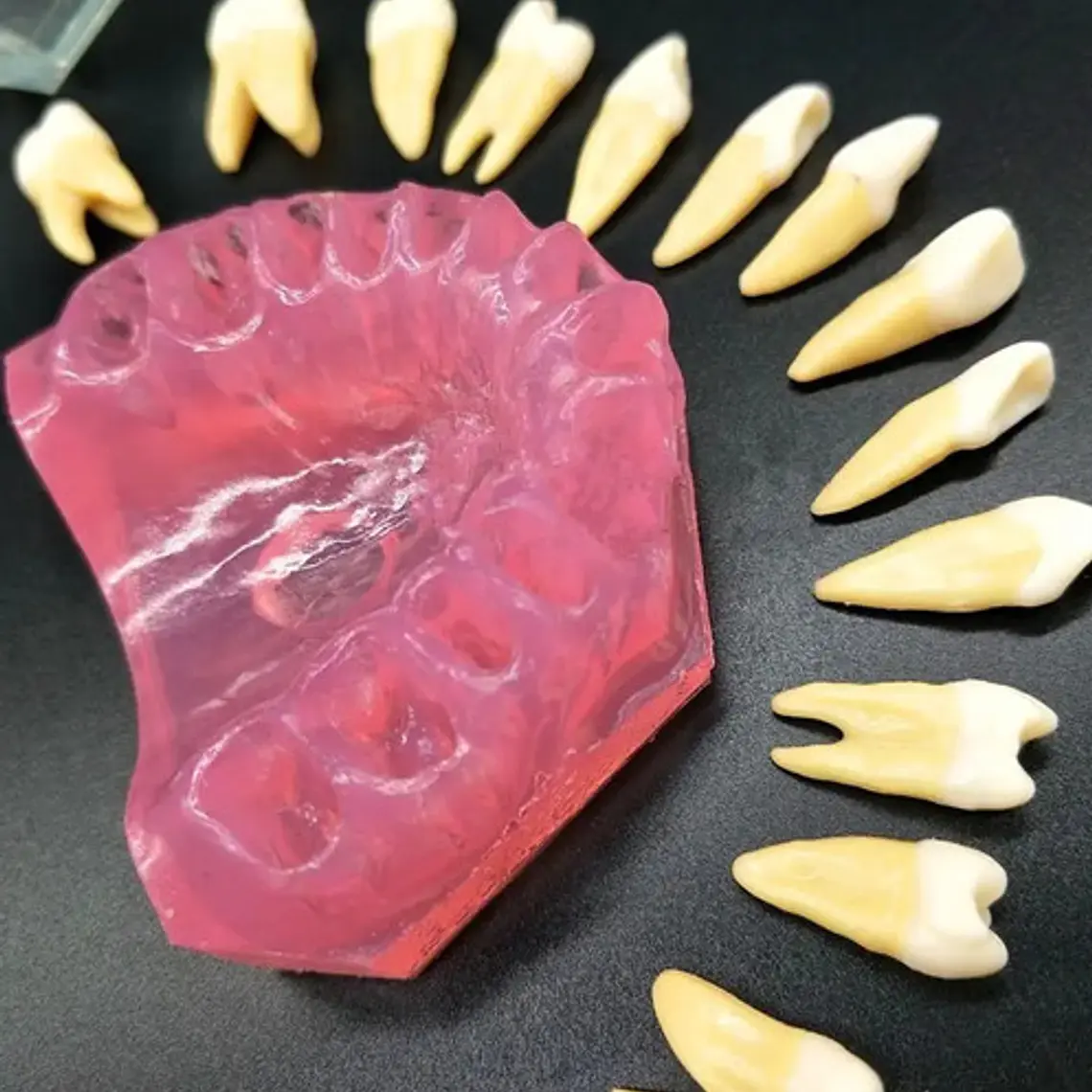 Modelo Acrílico Único Dientes Desmontables Encía Enseñanza 9