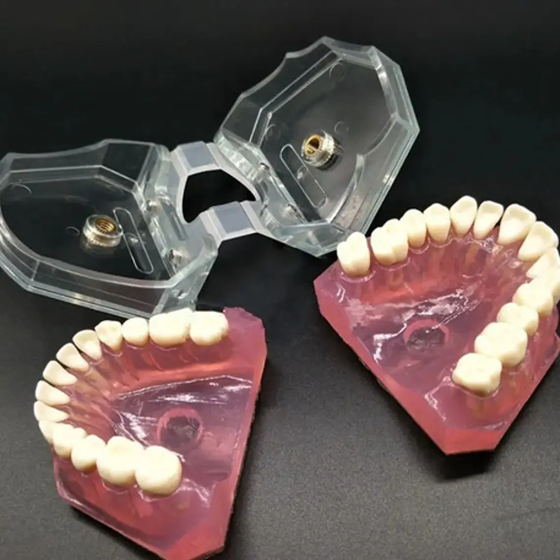 Modelo Acrílico Único Dientes Desmontables Encía Enseñanza 10