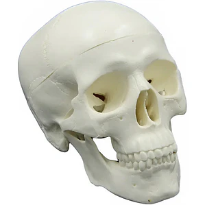 Modelo Anatómico De Cráneo Humano Pacard Cráneo