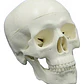 Modelo Anatómico De Cráneo Humano Pacard Cráneo - Miniatura 1