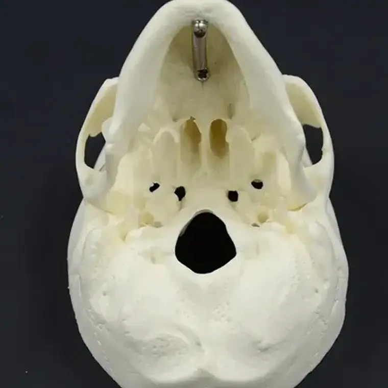 Modelo Anatómico De Cráneo Humano Pacard Cráneo 5