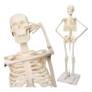 Modelo Anatómico- Esqueleto Humano 45 Cm Santiago