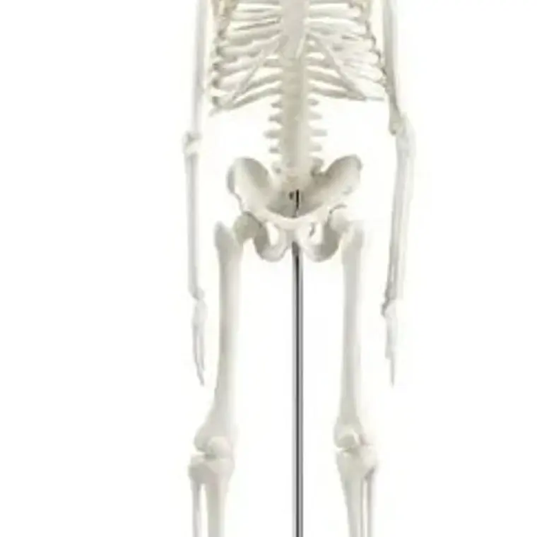 Modelo Anatómico- Esqueleto Humano 45 Cm Santiago 3