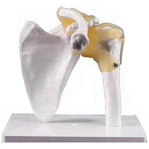 Hombro Articulación Modelo Anatómico Enseñanza Santiago