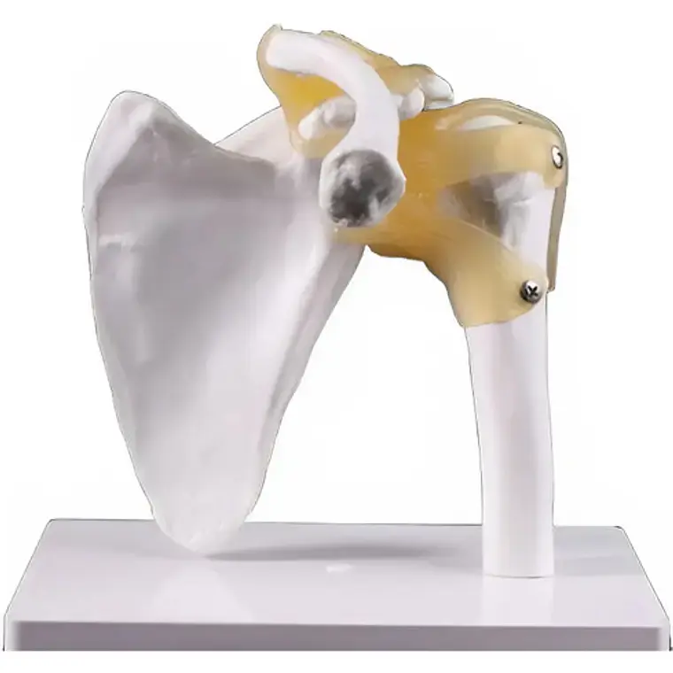 Hombro Articulación Modelo Anatómico Enseñanza Santiago 1