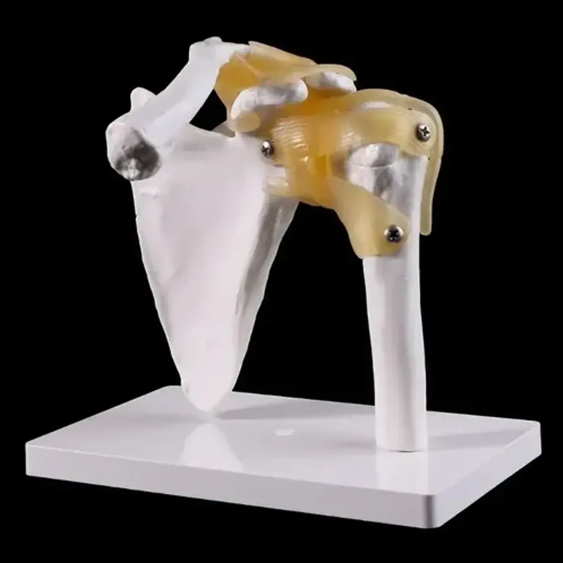 Hombro Articulación Modelo Anatómico Enseñanza Santiago 2