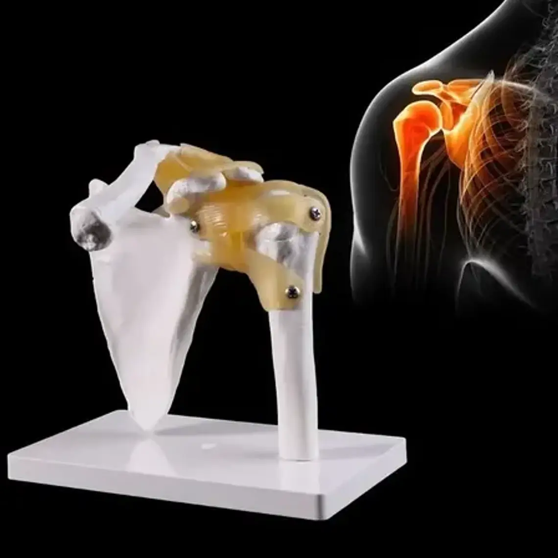 Hombro Articulación Modelo Anatómico Enseñanza Santiago 3