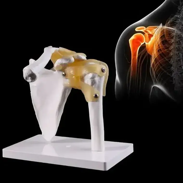 Hombro Articulación Modelo Anatómico Enseñanza Santiago 3