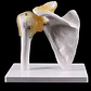 Hombro Articulación Modelo Anatómico Enseñanza Santiago - Miniatura 4