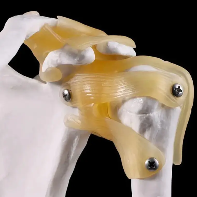 Hombro Articulación Modelo Anatómico Enseñanza Santiago 7