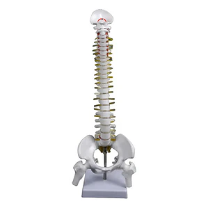 Columna Vertebral 45 Cm Modelo Anatómico Enseñanzasantiago