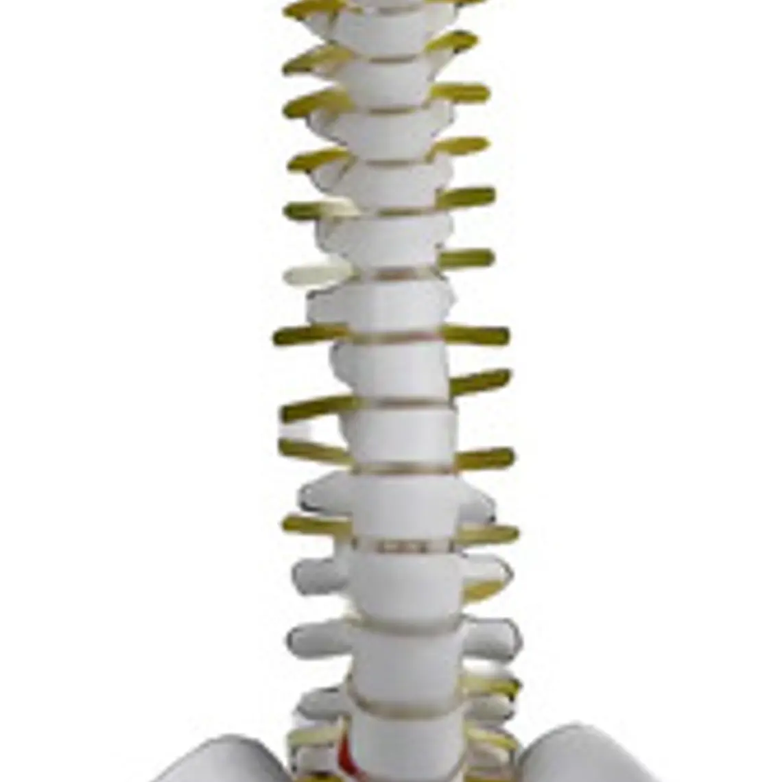 Columna Vertebral 45 Cm Modelo Anatómico Enseñanzasantiago 1