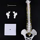 Columna Vertebral 45 Cm Modelo Anatómico Enseñanzasantiago - Miniatura 3