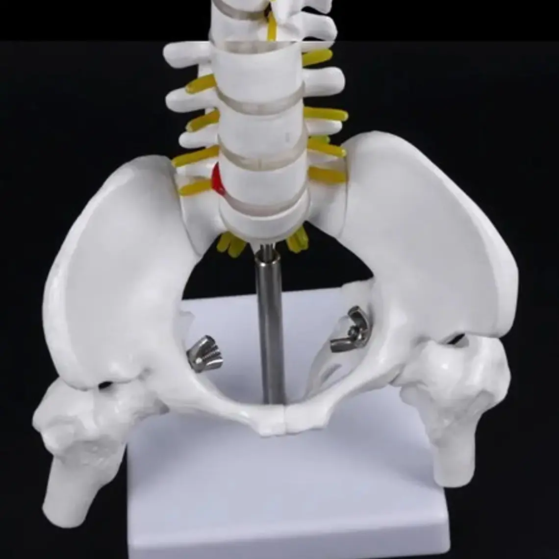 Columna Vertebral 45 Cm Modelo Anatómico Enseñanzasantiago 4