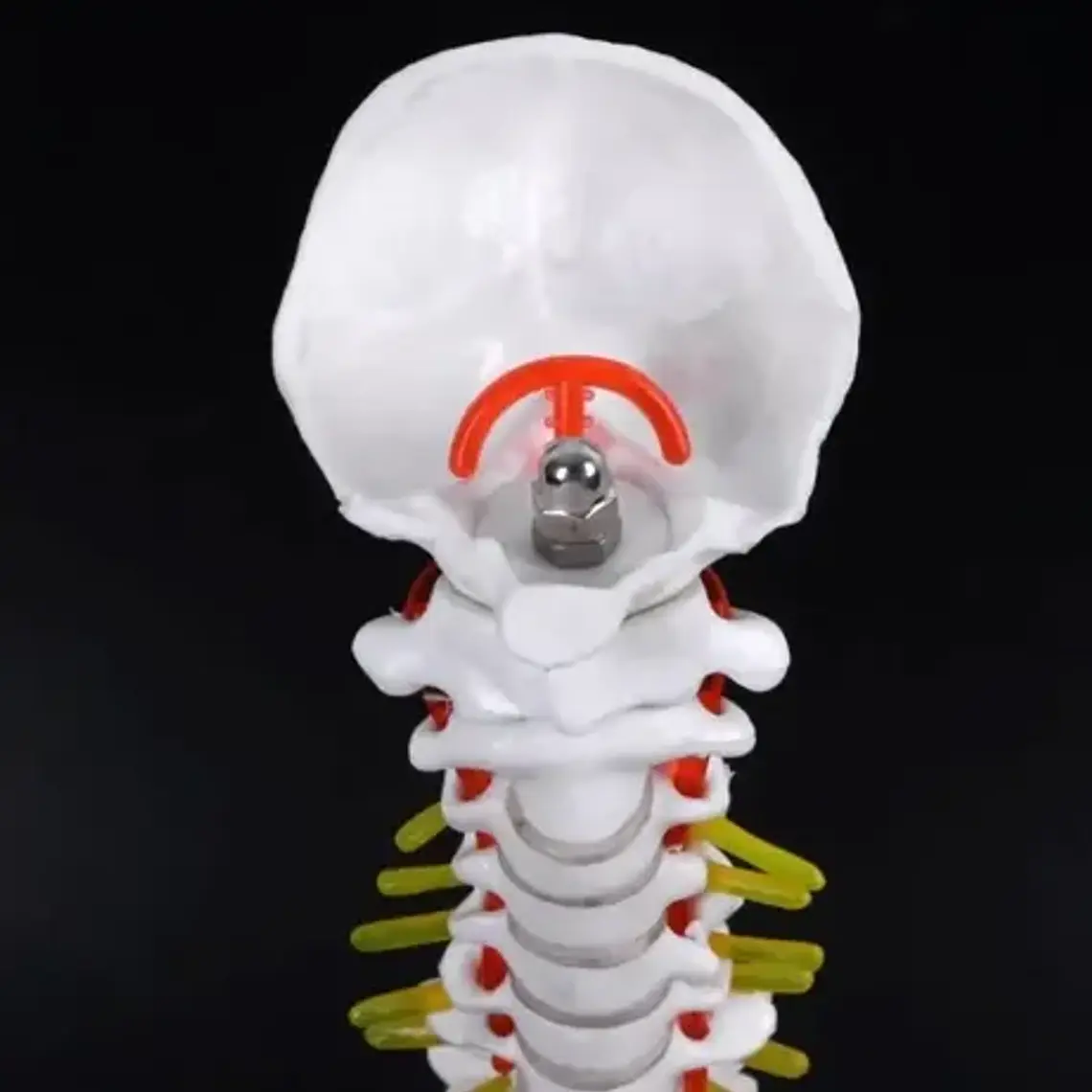 Columna Vertebral 45 Cm Modelo Anatómico Enseñanzasantiago 5