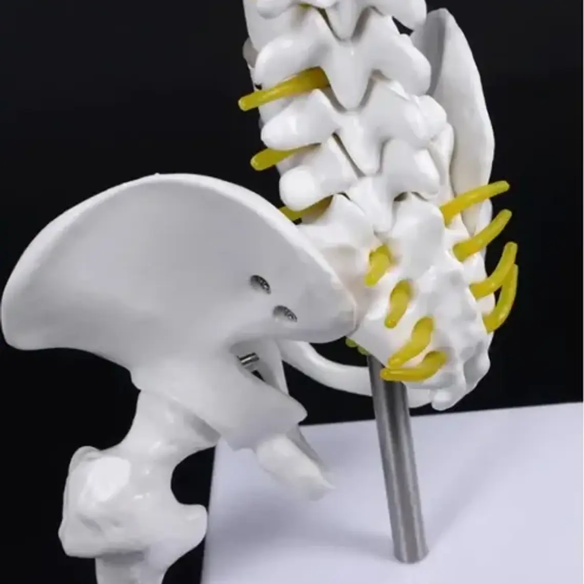 Columna Vertebral 45 Cm Modelo Anatómico Enseñanzasantiago 6