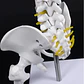 Columna Vertebral 45 Cm Modelo Anatómico Enseñanzasantiago - Miniatura 6